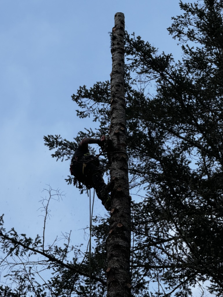 SJC Owner removing a large tree