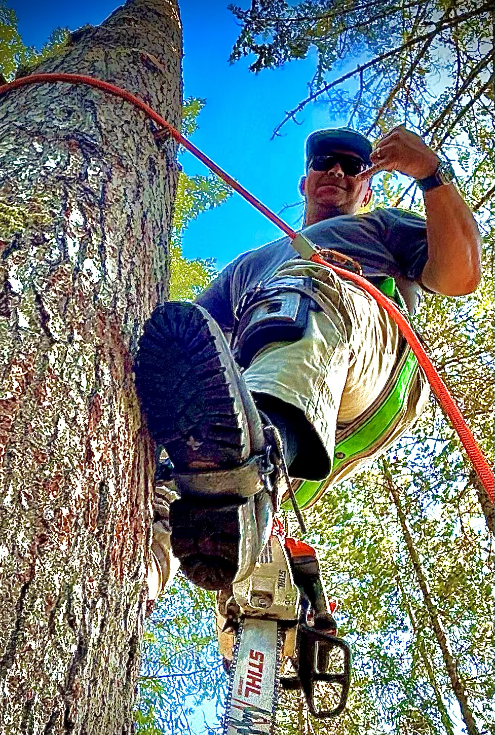 SJC tree removal